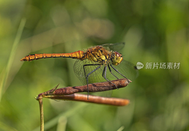 红箭蜻蜓(Sympetrum sanguineum)